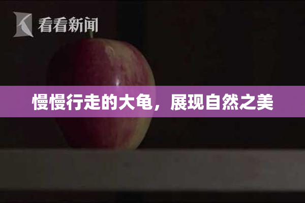 慢慢行走的大龟，展现自然之美