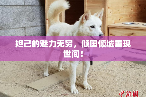 妲己的魅力无穷，倾国倾城重现世间！