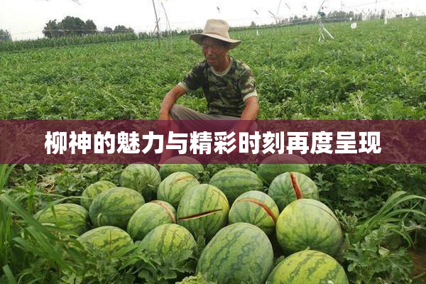 柳神的魅力与精彩时刻再度呈现