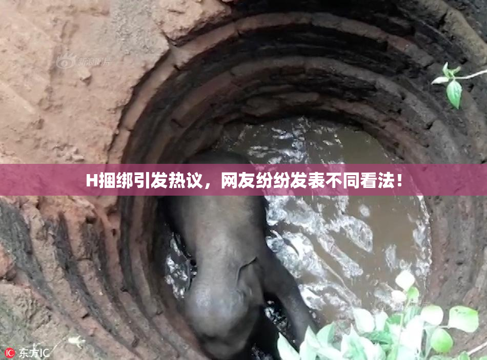 H捆绑引发热议，网友纷纷发表不同看法！