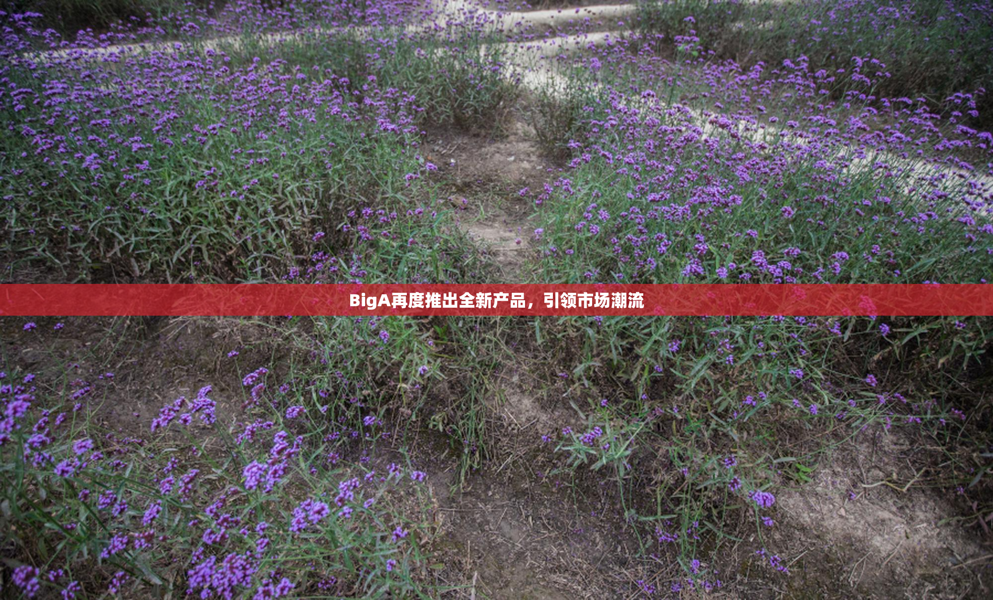 BigA再度推出全新产品，引领市场潮流