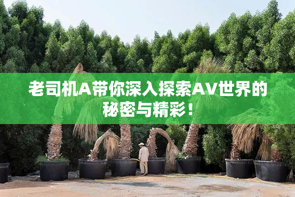 老司机A带你深入探索AV世界的秘密与精彩！