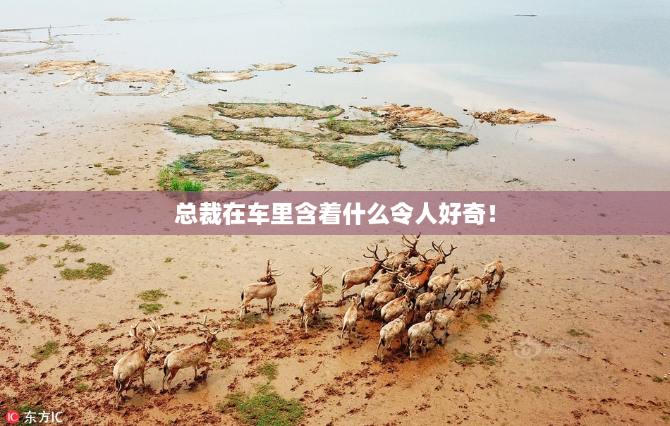 总裁在车里含着什么令人好奇！