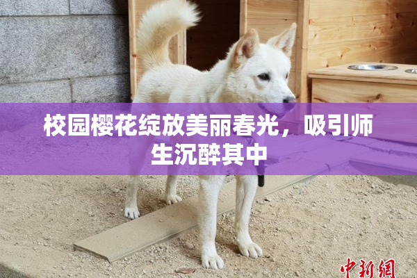 校园樱花绽放美丽春光，吸引师生沉醉其中