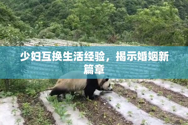 少妇互换生活经验，揭示婚姻新篇章