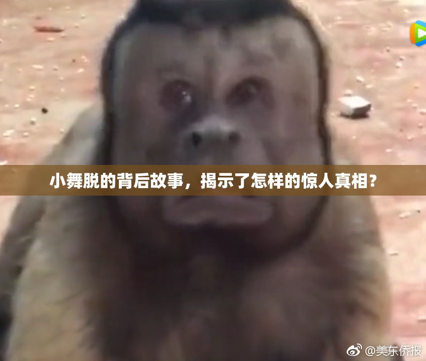 小舞脱的背后故事，揭示了怎样的惊人真相？