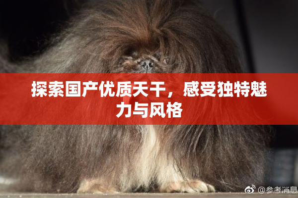 探索国产优质天干，感受独特魅力与风格