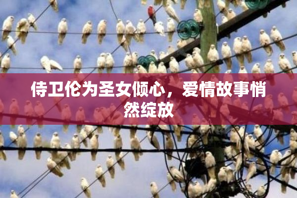 侍卫伦为圣女倾心，爱情故事悄然绽放