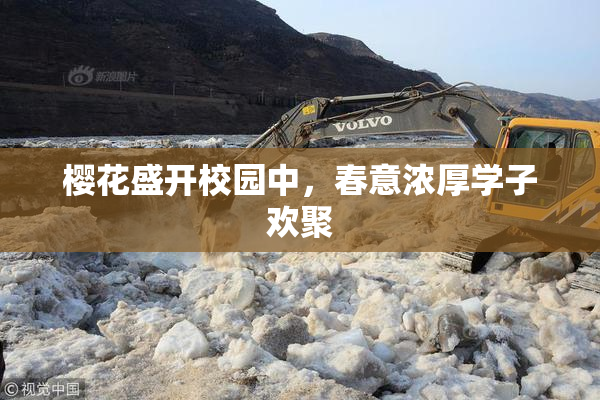 樱花盛开校园中，春意浓厚学子欢聚