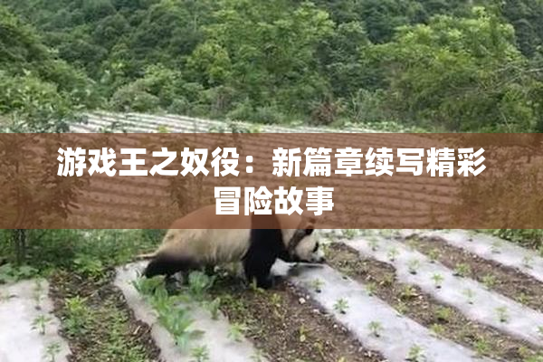 游戏王之奴役：新篇章续写精彩冒险故事