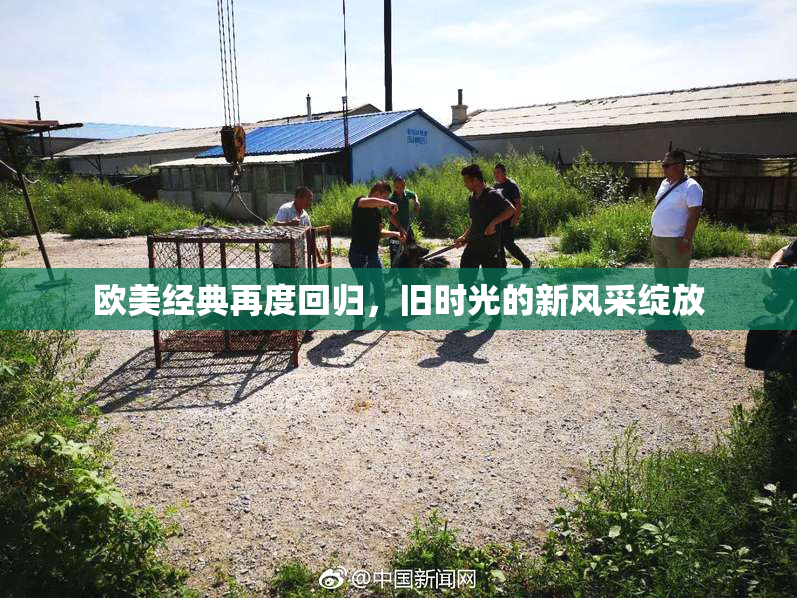 欧美经典再度回归，旧时光的新风采绽放