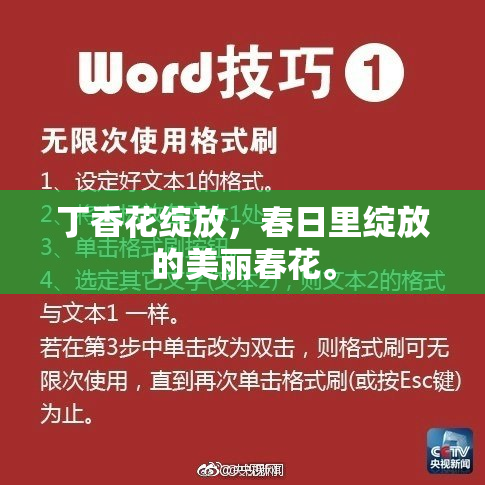 丁香花绽放，春日里绽放的美丽春花。