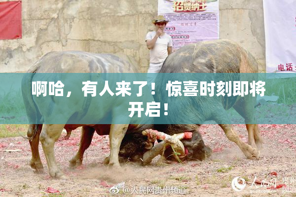 啊哈，有人来了！惊喜时刻即将开启！