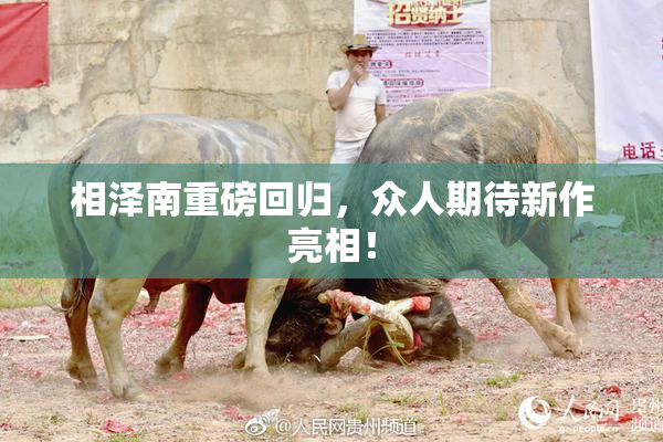 相泽南重磅回归，众人期待新作亮相！