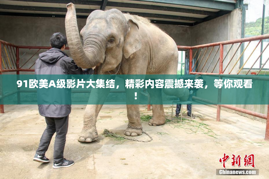 91欧美A级影片大集结，精彩内容震撼来袭，等你观看！