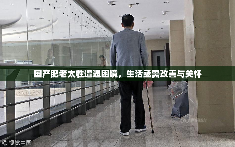 国产肥老太牲遭遇困境，生活亟需改善与关怀
