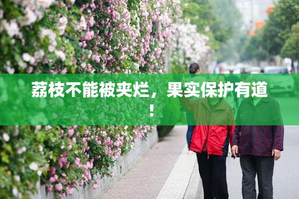 荔枝不能被夹烂，果实保护有道！
