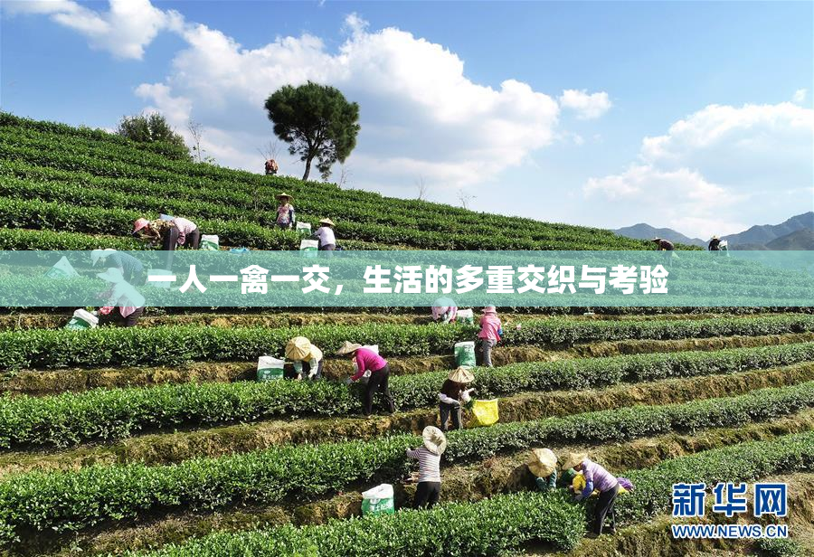 一人一禽一交，生活的多重交织与考验
