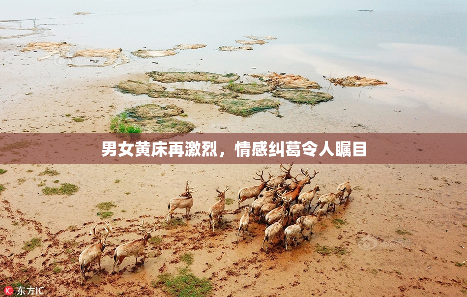 男女黄床再激烈，情感纠葛令人瞩目