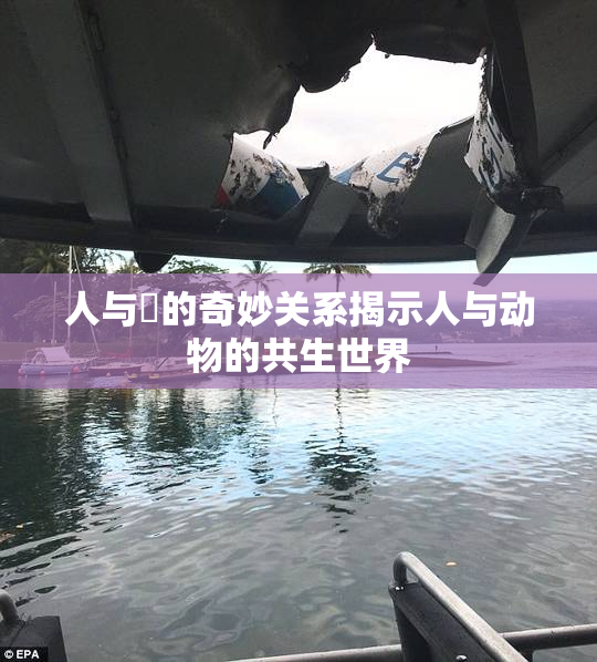 人与嘼的奇妙关系揭示人与动物的共生世界