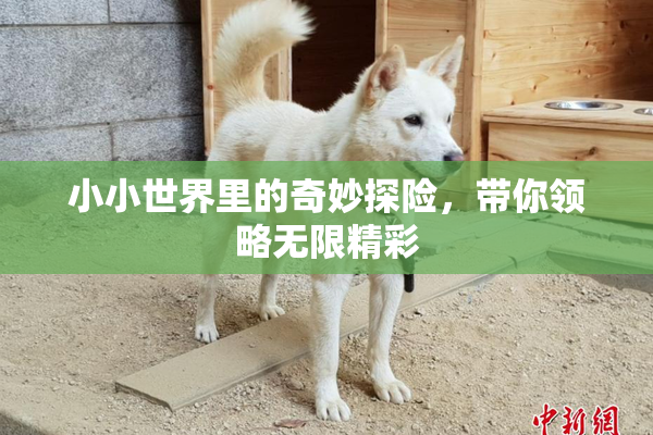 小小世界里的奇妙探险，带你领略无限精彩