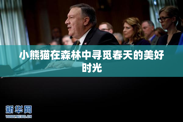 小熊猫在森林中寻觅春天的美好时光