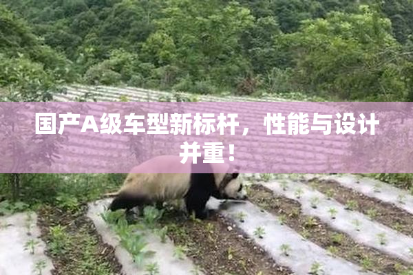 国产A级车型新标杆，性能与设计并重！