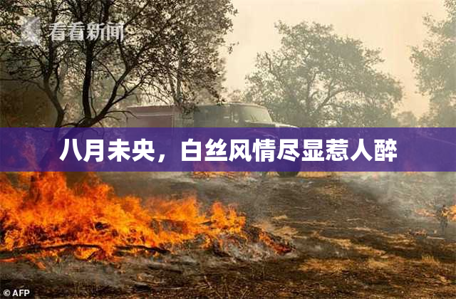 八月未央，白丝风情尽显惹人醉