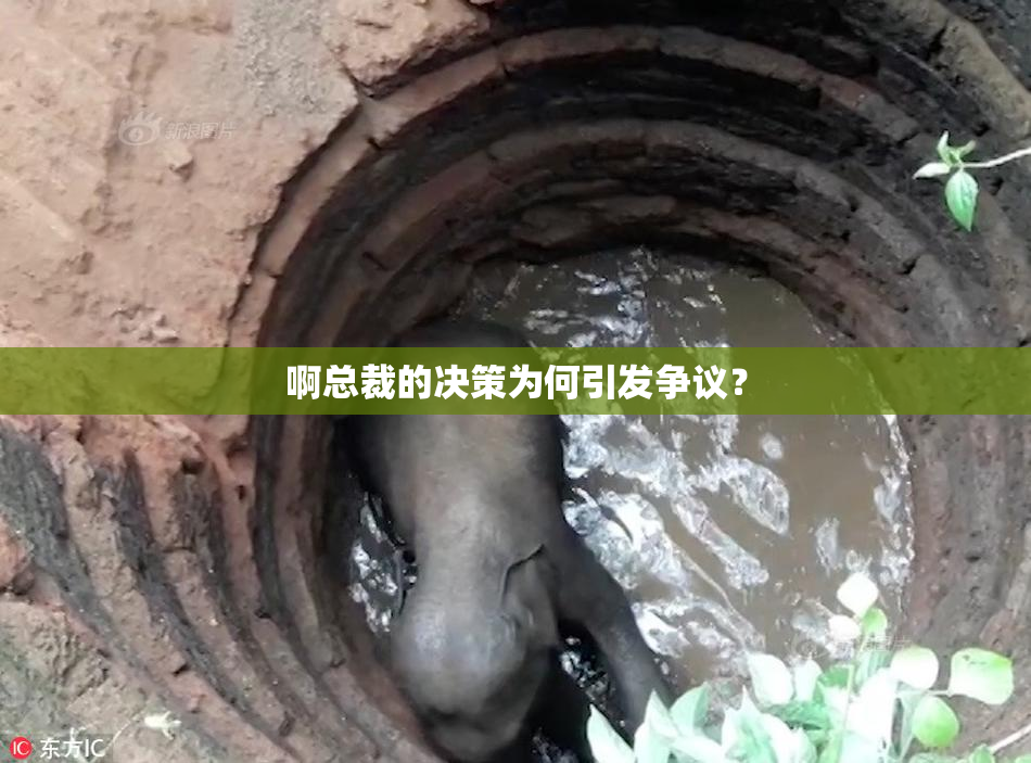 啊总裁的决策为何引发争议？