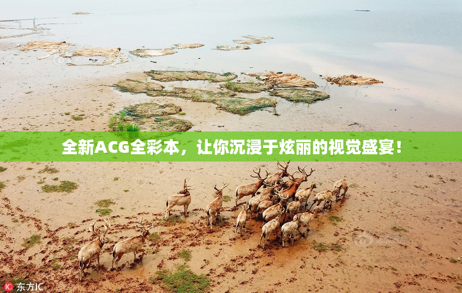 全新ACG全彩本，让你沉浸于炫丽的视觉盛宴！