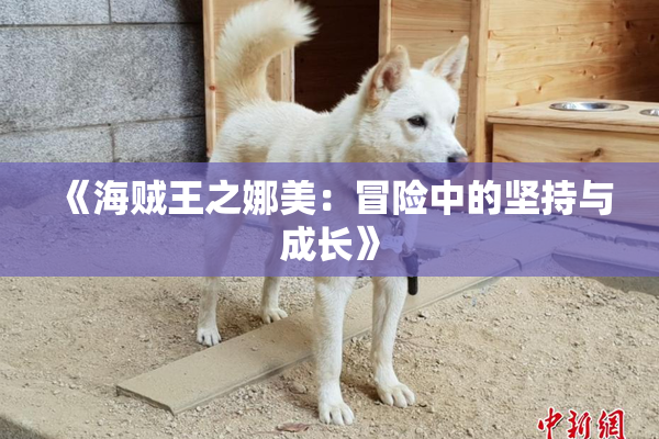 《海贼王之娜美：冒险中的坚持与成长》
