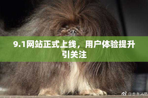 9.1网站正式上线，用户体验提升引关注