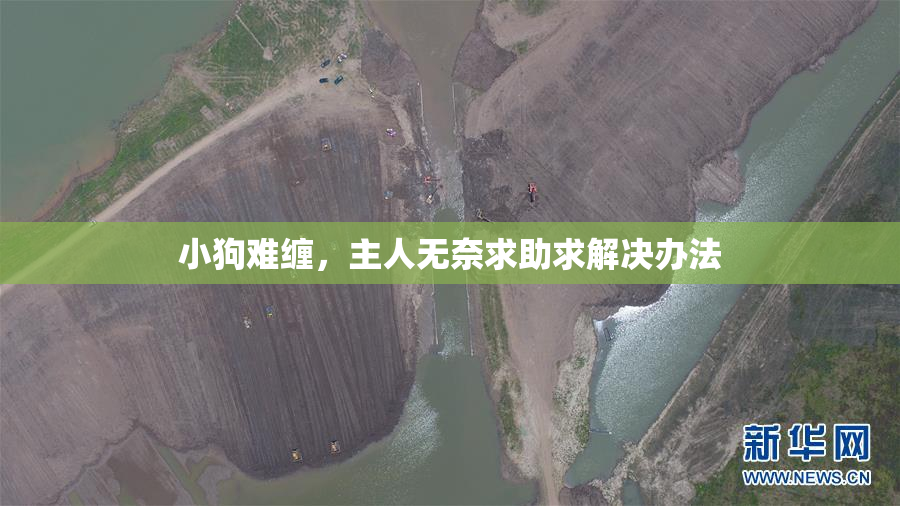 小狗难缠，主人无奈求助求解决办法