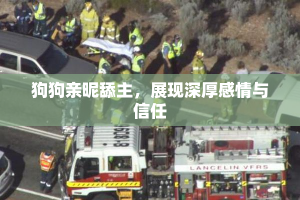 狗狗亲昵舔主，展现深厚感情与信任