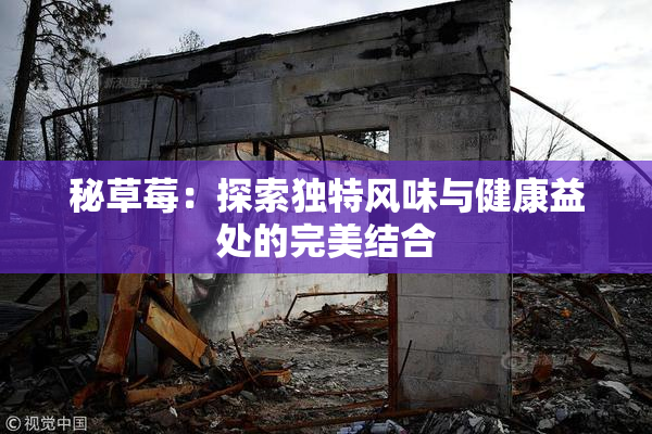 秘草莓：探索独特风味与健康益处的完美结合