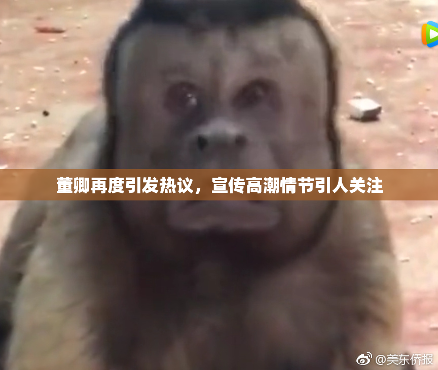 董卿再度引发热议，宣传高潮情节引人关注