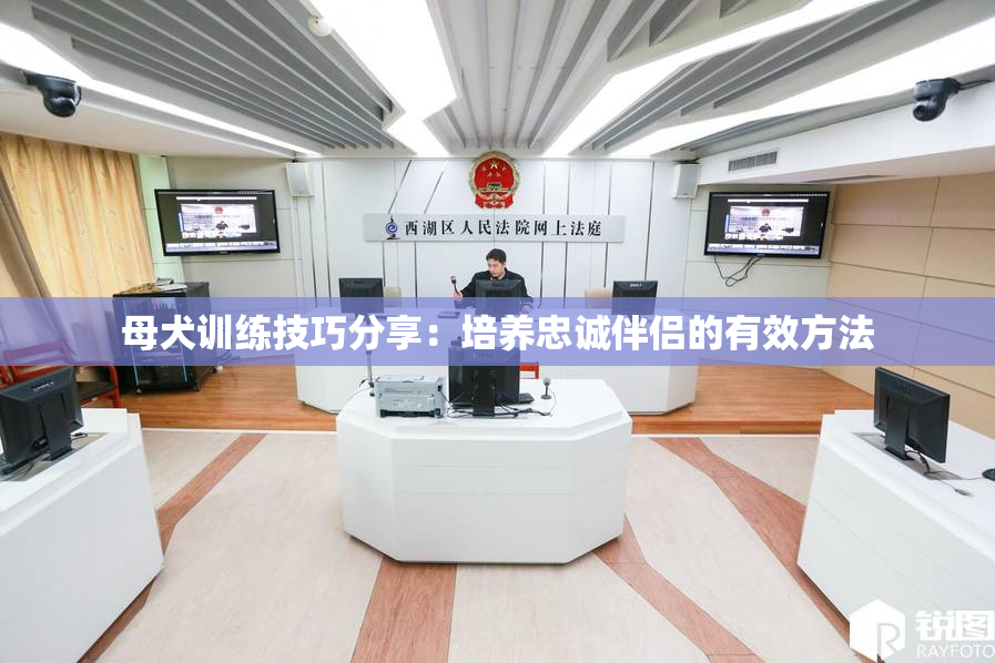 母犬训练技巧分享：培养忠诚伴侣的有效方法