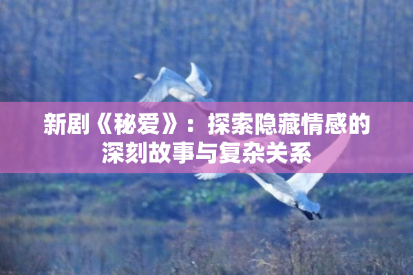 新剧《秘爱》：探索隐藏情感的深刻故事与复杂关系