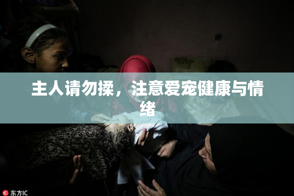 主人请勿揉，注意爱宠健康与情绪