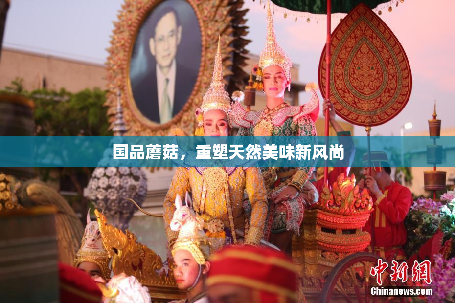 国品蘑菇，重塑天然美味新风尚