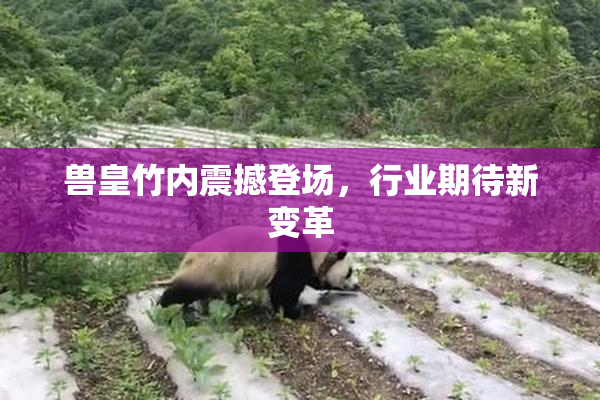 兽皇竹内震撼登场，行业期待新变革
