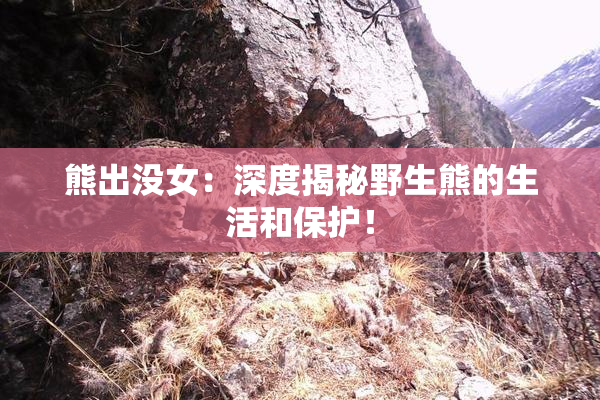 熊出没女：深度揭秘野生熊的生活和保护！