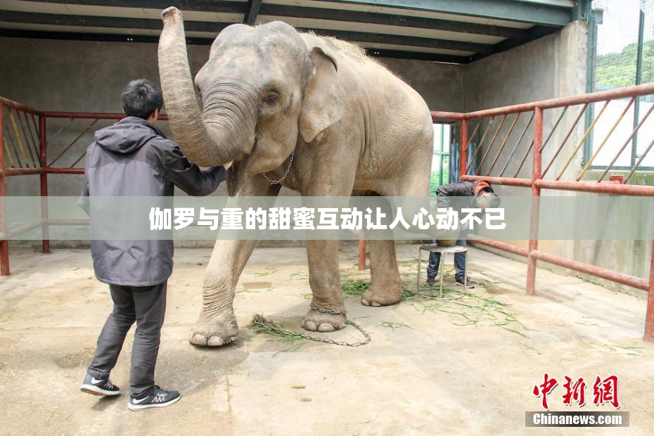 伽罗与重的甜蜜互动让人心动不已