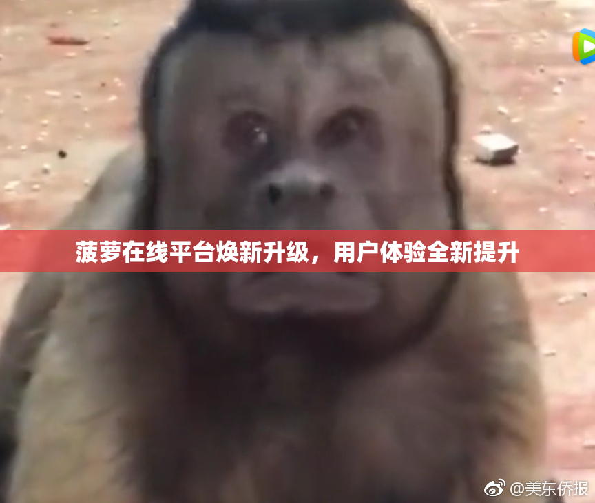 菠萝在线平台焕新升级，用户体验全新提升