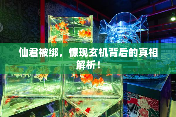 仙君被绑，惊现玄机背后的真相解析！