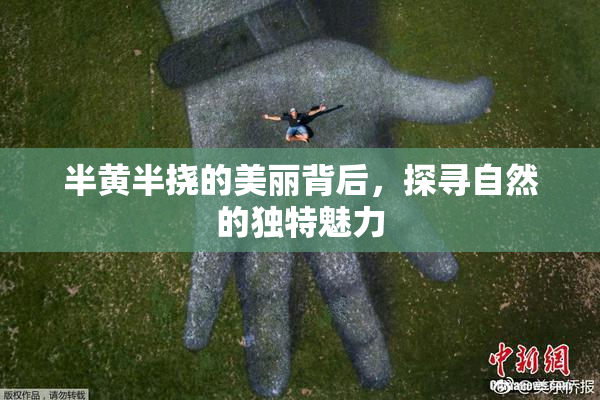 半黄半挠的美丽背后，探寻自然的独特魅力