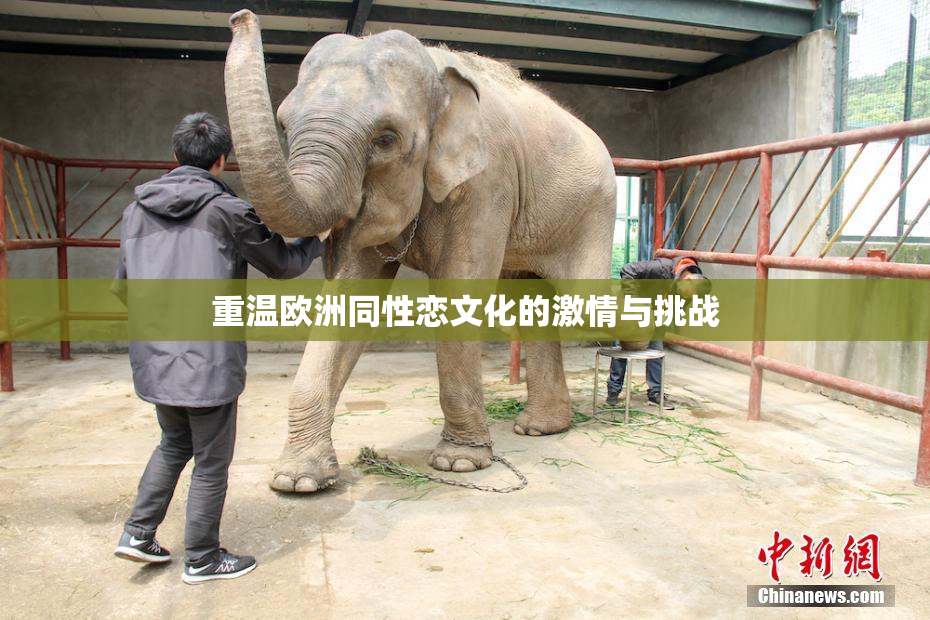 重温欧洲同性恋文化的激情与挑战