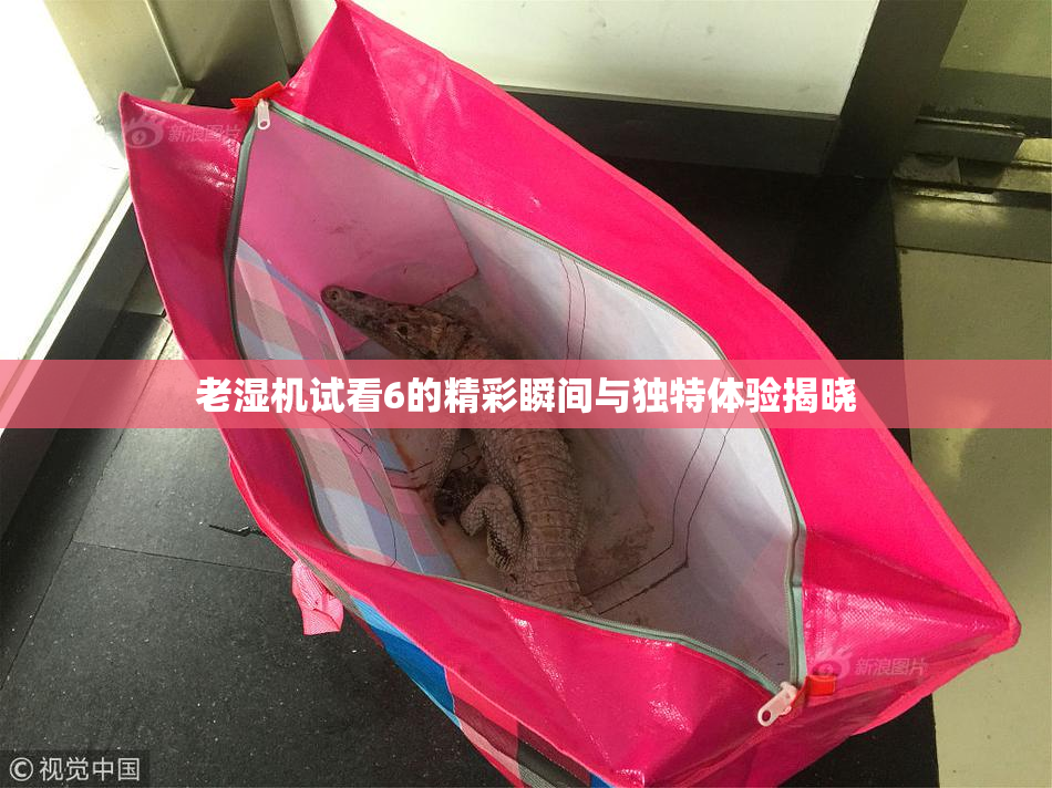 老湿机试看6的精彩瞬间与独特体验揭晓