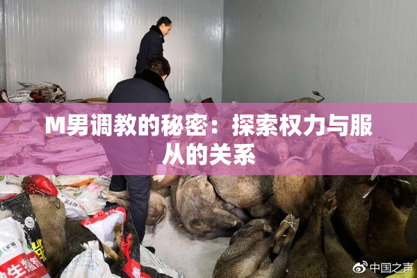 M男调教的秘密：探索权力与服从的关系