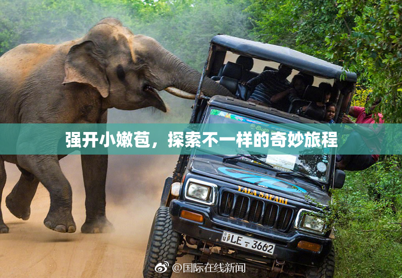 强开小嫩苞，探索不一样的奇妙旅程